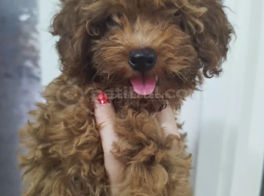 Bebek Yüzlü Toy Poodle Di̇şi̇ Bebek