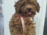 Bebek Yüzlü Toy Poodle Di̇şi̇ Bebek