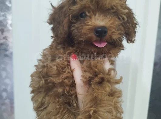Bebek Yüzlü Toy Poodle Di̇şi̇ Bebek görsel