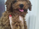 Bebek Yüzlü Toy Poodle Di̇şi̇ Bebek