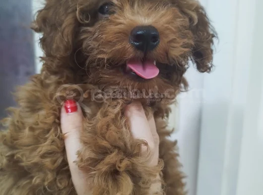 Bebek Yüzlü Toy Poodle Di̇şi̇ Bebek görsel