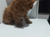 Bebek Yüzlü Toy Poodle Di̇şi̇ Bebek
