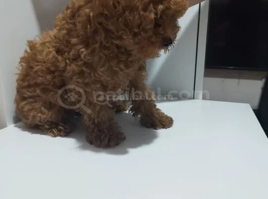 Bebek Yüzlü Toy Poodle Di̇şi̇ Bebek görsel