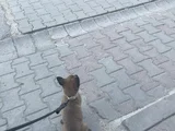Safkan Erkek 3 Aylık Belçika Kurdu 12 Bi̇n Tl