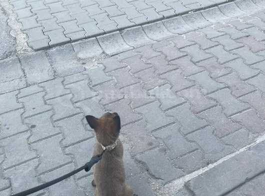 Safkan Erkek 3 Aylık Belçika Kurdu 12 Bi̇n Tl görsel