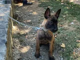 Safkan Erkek 3 Aylık Belçika Kurdu 12 Bi̇n Tl