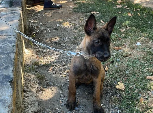 Safkan Erkek 3 Aylık Belçika Kurdu 12 Bi̇n Tl görsel