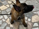 safkan ERKEK 3 aylık belçika kurdu 12 BİN TL