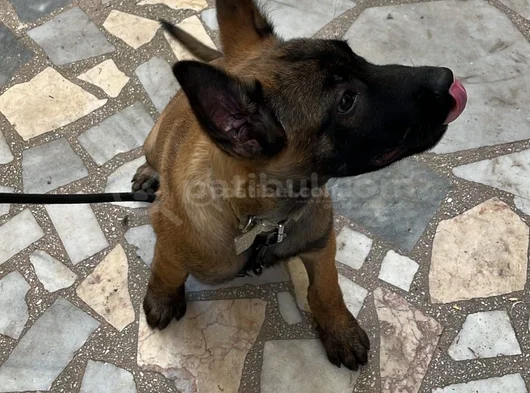 Safkan Erkek 3 Aylık Belçika Kurdu 12 Bi̇n Tl