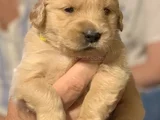 ÜST KALİTE GOLDEN BEBEKLER