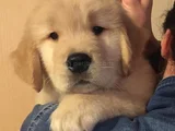 Üst Kali̇te Golden Bebekler
