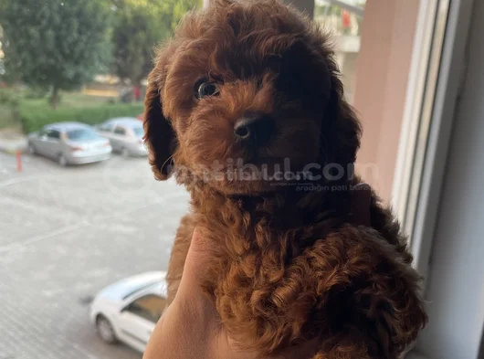 Aci̇l Toy Poodle görsel