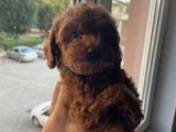 Aci̇l Toy Poodle