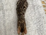 Simba The Bengal