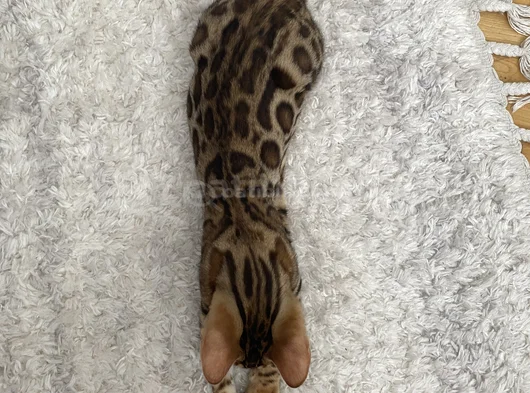 Simba The Bengal görsel