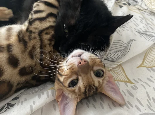 Simba The Bengal görsel