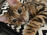 Simba The Bengal