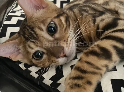 Simba The Bengal görsel