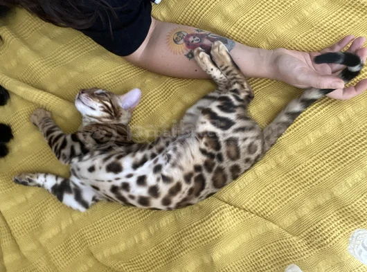 Simba The Bengal görsel