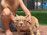 American Bully Exotic Erkek