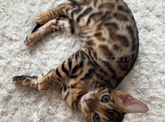 Simba The Bengal