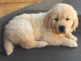 Üst Kali̇te Golden Bebekler