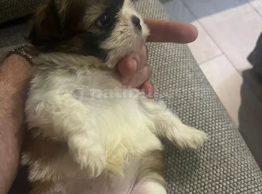 Shi̇h Tzu Yavrular görsel