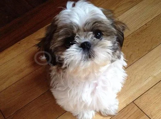 Shi̇h Tzu Yavrular görsel