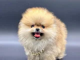Pomeranian Boo Ayi Surat