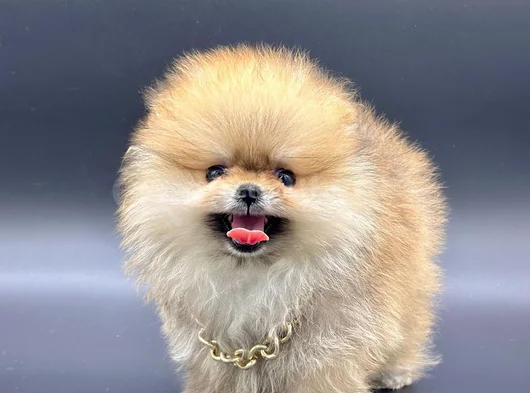 Pomeranian Boo Ayi Surat görsel