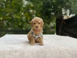 Ai̇leye Uyumlu Sevi̇mli̇ Malti̇poo
