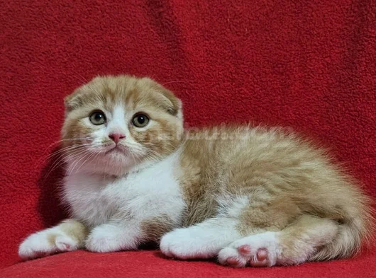 Uygun Koca Kafa Scottish Fold Yavru görsel