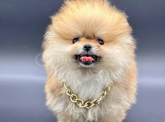 Pomeranian Boo Ayi Surat görsel