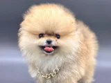 Pomeranian Boo Ayi Surat