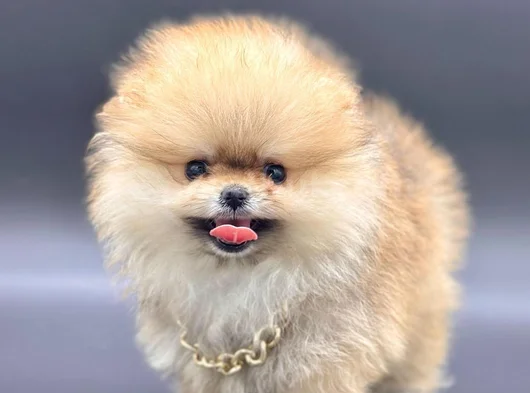Pomeranian Boo Ayi Surat görsel