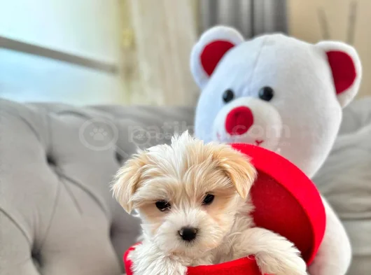 A Kalite Maltipoo Bebeğimiz