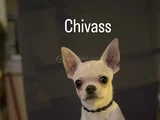 İnsan Canlısı Ömürlük Dost