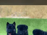 K9 Yavrular