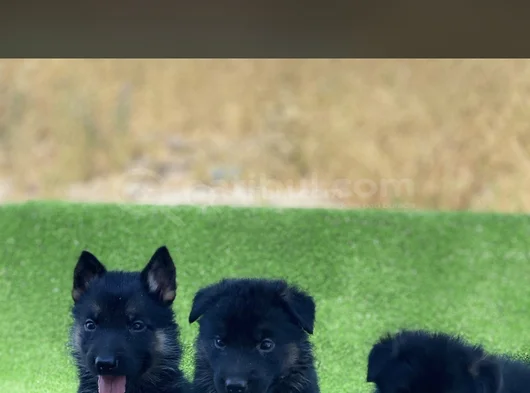 K9 Yavrular görsel