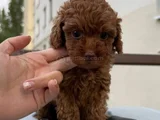 Minicik Sevgi Dolu Toy Poodle Yavrular