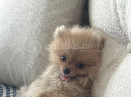 3 Aylık Dişi Pomeranian