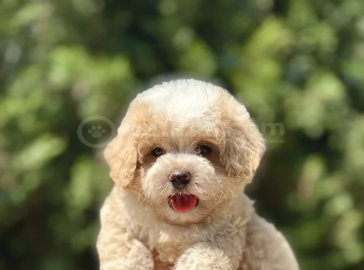 Gerçek Kore Kan Mi̇ni̇ Malti̇poo Bebekler