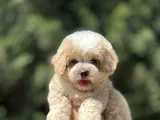 Gerçek Kore Kan Mi̇ni̇ Malti̇poo Bebekler