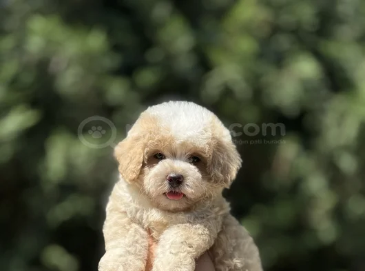 Gerçek Kore Kan Mi̇ni̇ Malti̇poo Bebekler görsel