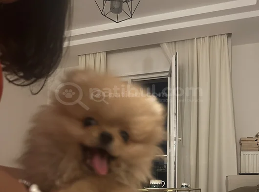3 Aylık Dişi Pomeranian görsel