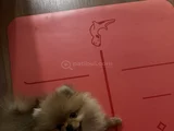 3 Aylık Dişi Pomeranian