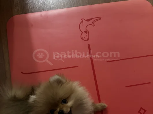3 Aylık Dişi Pomeranian görsel