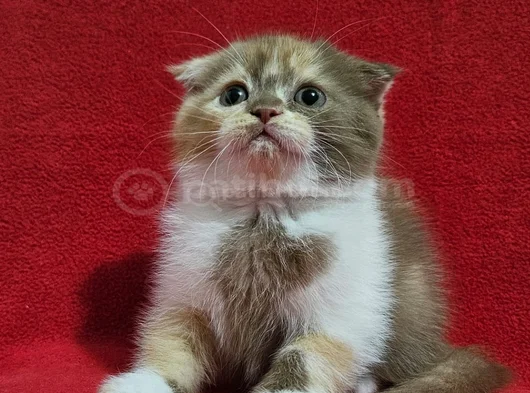 Uygun Koca Kafa Scottish Fold Yavru görsel