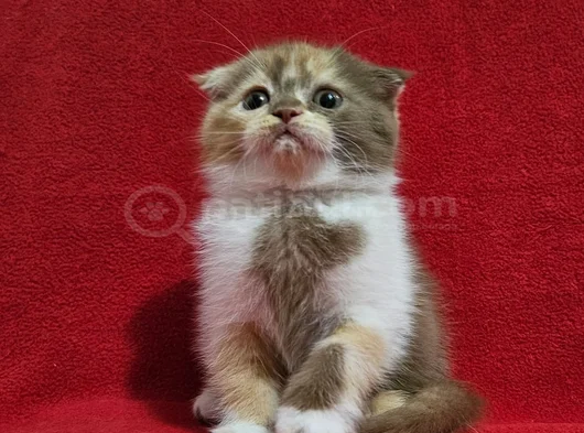 Uygun Koca Kafa Scottish Fold Yavru görsel