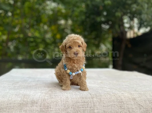 Ai̇leye Uyumlu Sevi̇mli̇ Malti̇poo görsel